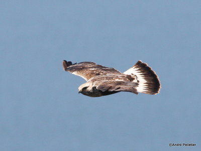 Buse pattue Rough-legged hawk-6.JPG