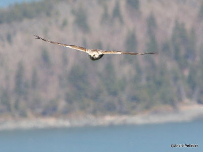 Buse pattue Rough-legged hawk-1.JPG