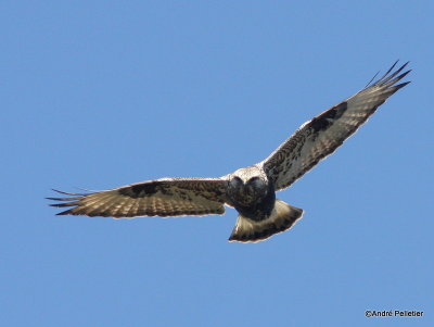 Buse pattue Rough-legged hawk.JPG