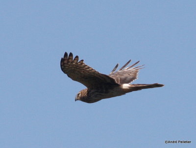 Northern harrier Busard St-Martin.JPG