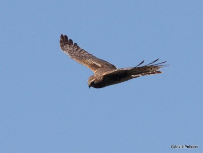 Northern harrier Busard St-Martin-2.JPG