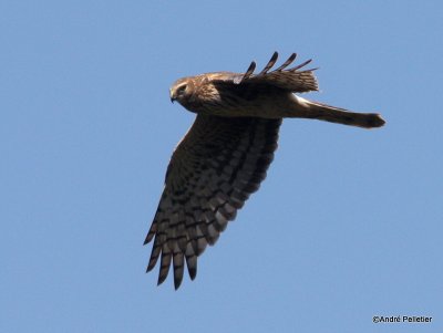 Northern harrier Busard St-Martin-3.JPG