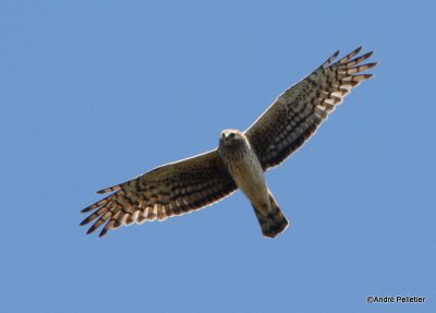 Norther harrier _ Busard St-Martin-1.JPG