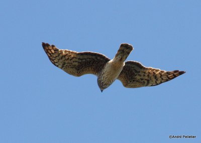 Various Hawks (Buteos) in flight / Buses en vol