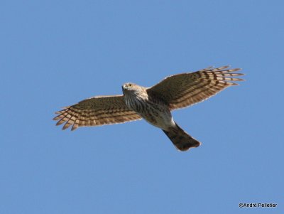 Northern goshawk  Autour des palombes-42.JPG