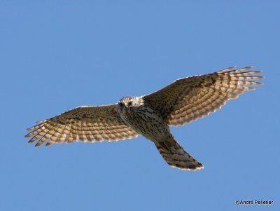 Northern goshawk  Autour des palombes-41.JPG