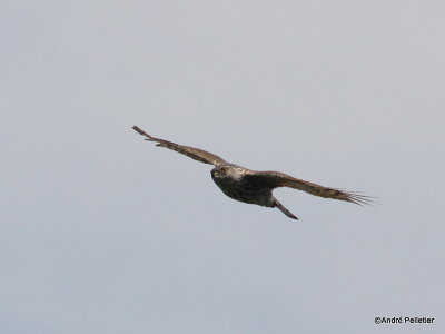 Northern goshawk _ Autour des palombes.JPG