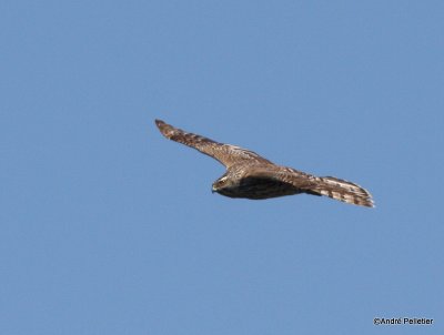 Northern goshawk  Autour des palombes-38.JPG