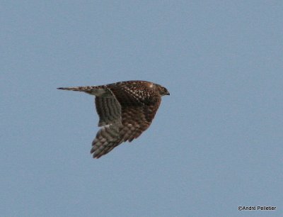 Northern goshawk  Autour des palombes.JPG
