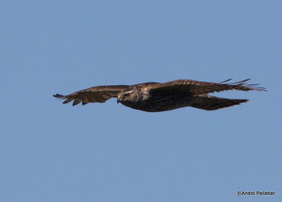 Northern goshawk  Autour des palombes-8.JPG