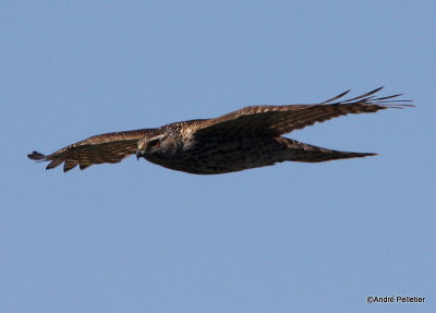 Northern goshawk  Autour des palombes-12.JPG