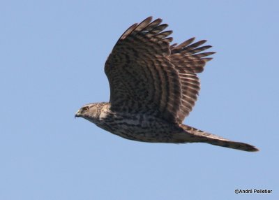 Northern goshawk  Autour des palombes-16.JPG