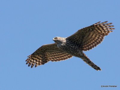 Northern goshawk  Autour des palombes-20.JPG