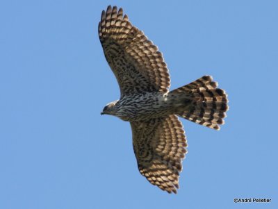 Northern goshawk  Autour des palombes-24.JPG