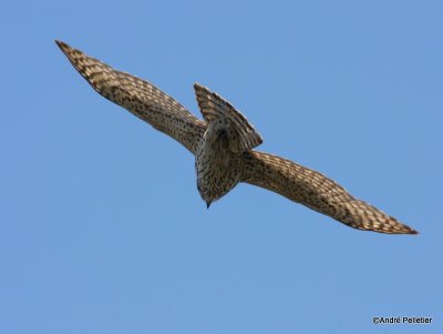 Northern goshawk  Autour des palombes-36.JPG