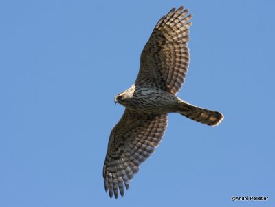 Northern goshawk  Autour des palombes-35.JPG