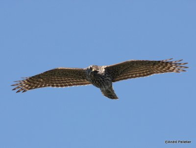 Northern goshawk  Autour des palombes-31.JPG
