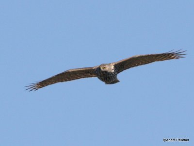 Northern goshawk  Autour des palombes-27.JPG