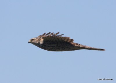 Northern goshawk  Autour des palombes-15.JPG