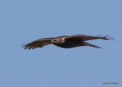 Northern goshawk  Autour des palombes-7.JPG