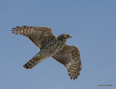 Northern goshawk  Autour des palombes-3.JPG