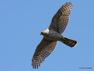 Northern goshawk  Autour des palombes-34.JPG