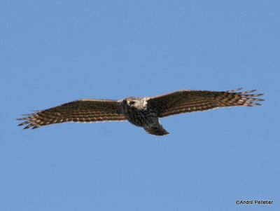 Northern goshawk  Autour des palombes-30.JPG