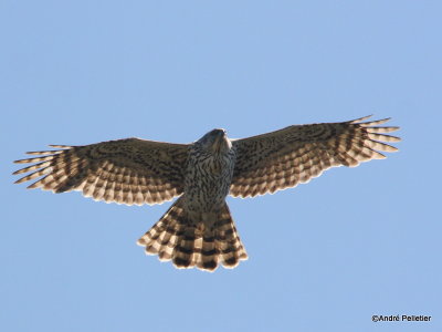 Northern goshawk  Autour des palombes-26.JPG