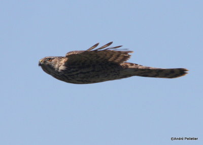 Northern goshawk  Autour des palombes-14.JPG