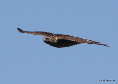 Northern goshawk  Autour des palombes-10.JPG