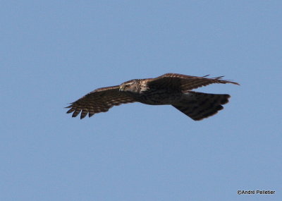 Northern goshawk  Autour des palombes-6.JPG