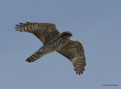 Northern goshawk  Autour des palombes-2.JPG