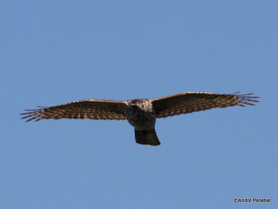 Northern goshawk  Autour des palombes-33.JPG