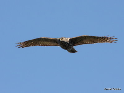 Northern goshawk  Autour des palombes-29.JPG