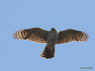 Northern goshawk  Autour des palombes-25.JPG