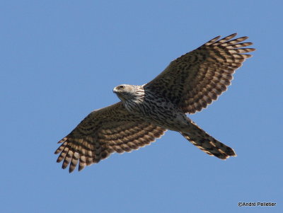 Northern goshawk  Autour des palombes-21.JPG