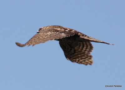 Northern goshawk  Autour des palombes-17.JPG