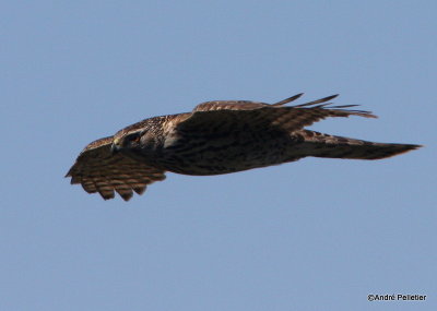 Northern goshawk  Autour des palombes-13.JPG