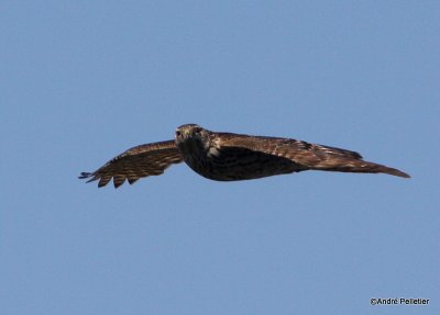 Northern goshawk  Autour des palombes-9.JPG