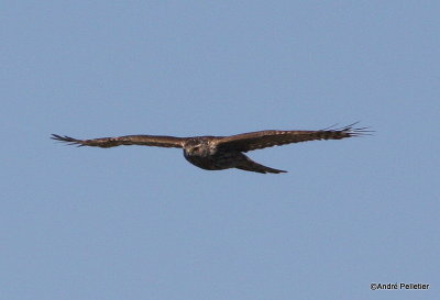 Northern goshawk  Autour des palombes-5.JPG