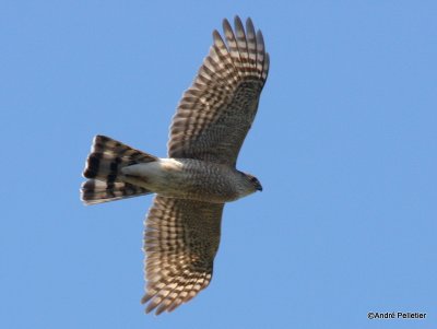 Sharp-shinned hawk _ pervier brun-3.JPG