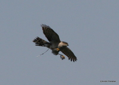 Sharp-shinned hawk _ pervier brun-7.JPG