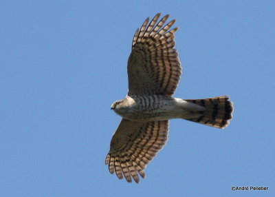 Sharp-shinned hawk _ pervier brun-15.JPG