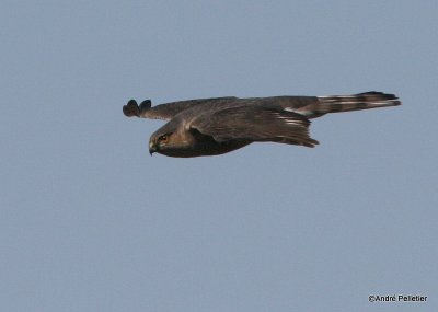 Sharp-shinned hawk _ pervier brun-4.JPG