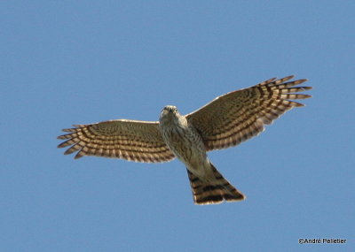 Sharp-shinned hawk _ pervier brun-12.JPG