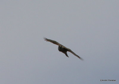 Sharp-shinned hawk _ pervier brun-16.JPG