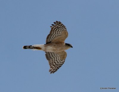 Sharp-shinned hawk _ pervier brun-1.JPG