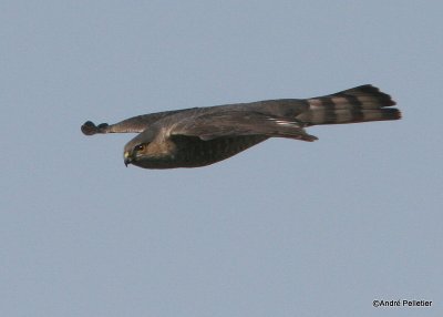 Sharp-shinned hawks in flight / perviers brun en vol