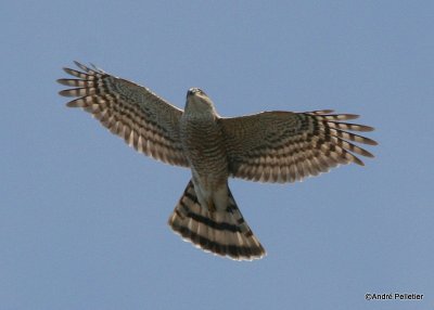 Sharp-shinned hawk _ pervier brun-9.JPG