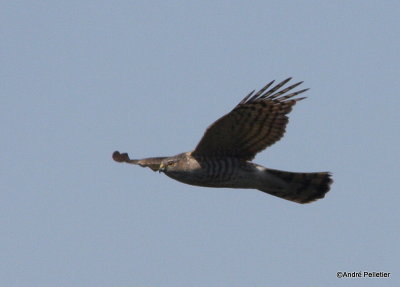 Sharp-shinned hawk _ pervier brun-13.JPG